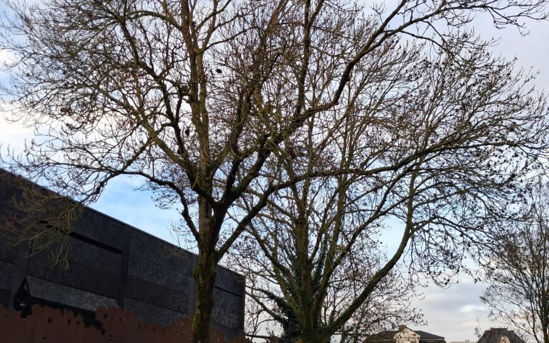 Het Bomenplan in Groningen