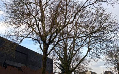 Het Bomenplan in Groningen